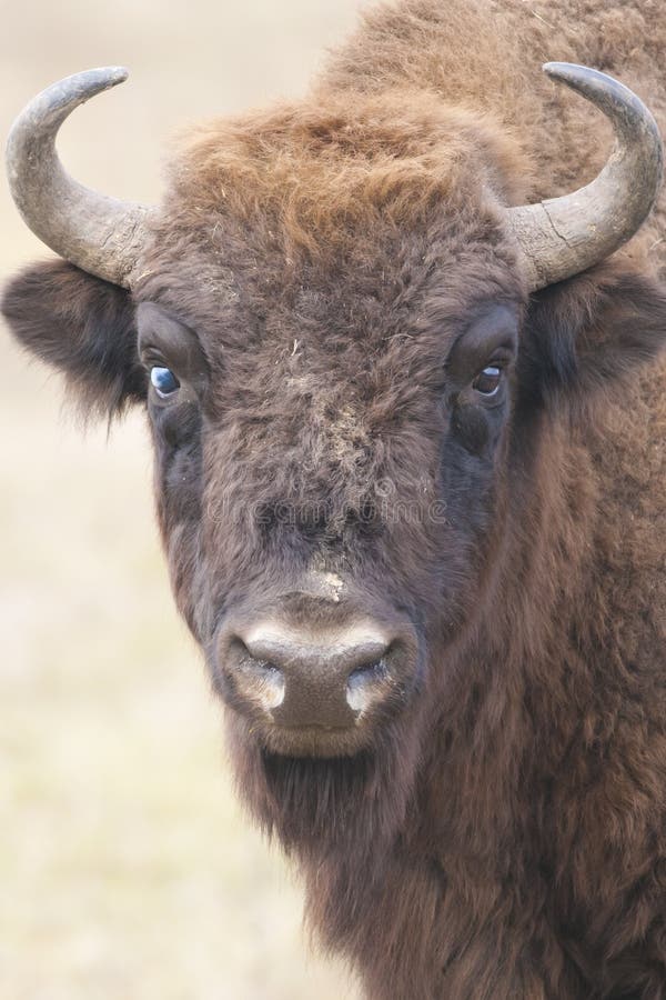 European Bison