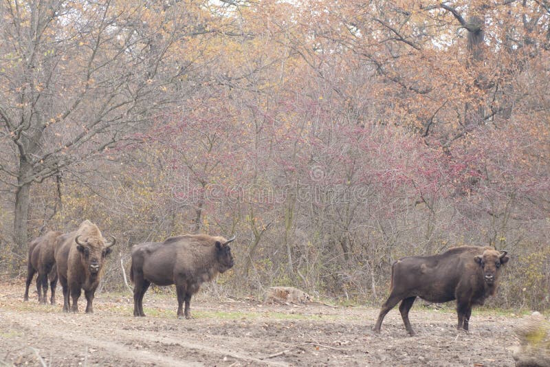 European Bison