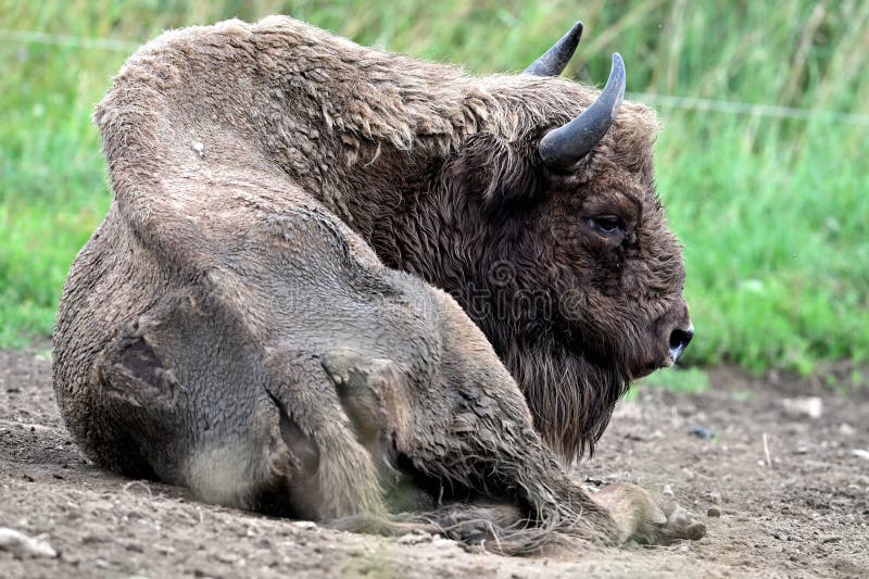 European bison animals captive breeding lying down stock images