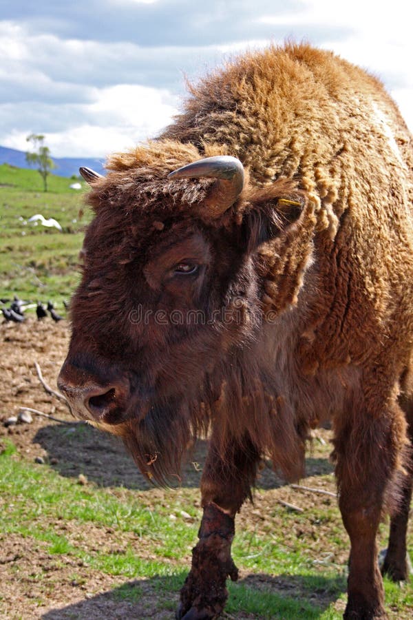 EUROPEAN BISON, Bison bonasus