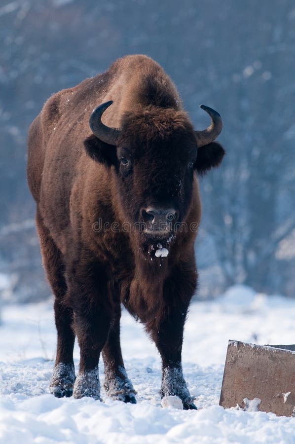 European Bison (Bison bonasus), male