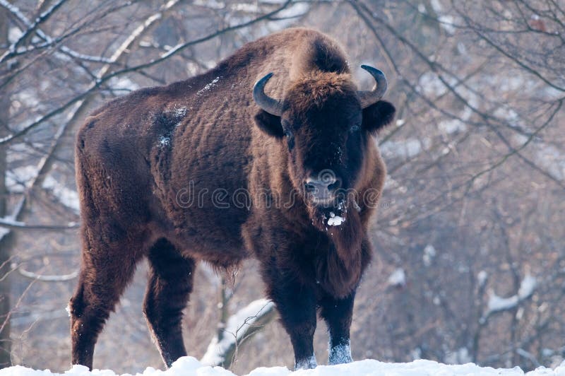 European Bison (Bison bonasus), male