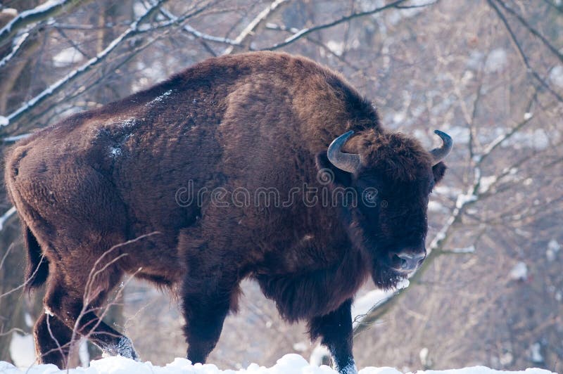 European Bison (Bison bonasus), male, looking