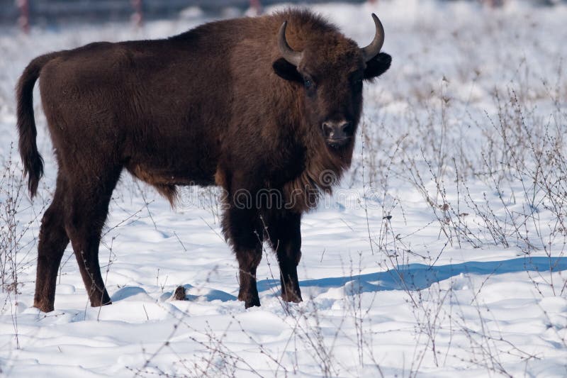 European Bison (Bison bonasus) in winter