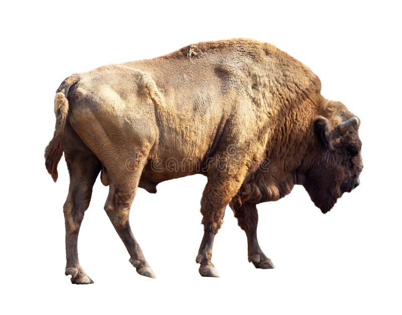 European bison over white stock photos
