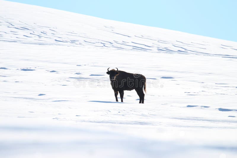 European bison in Poloniny