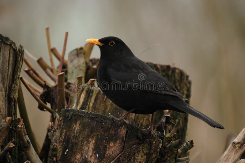 European Blackbird (Turdus merula)