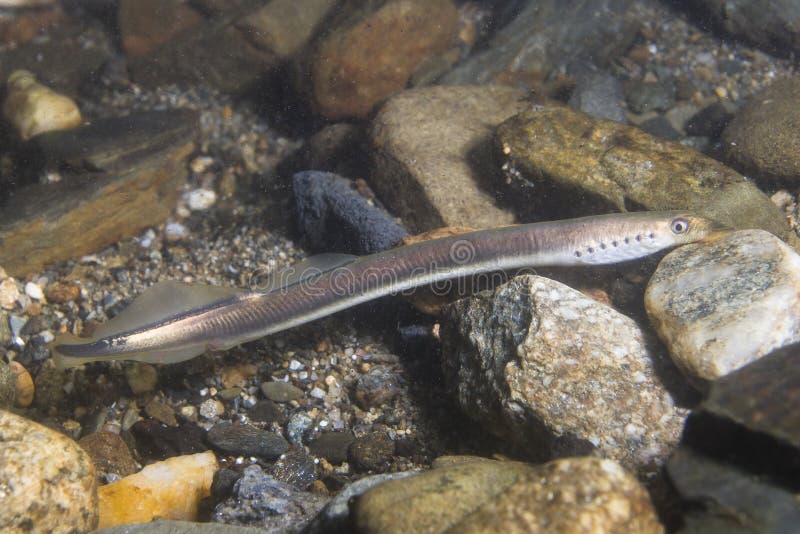 European brook lamprey Lampetra planeri