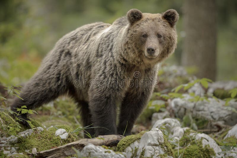 european-brown-bear-watching-for-danger-stock-photo-image-of