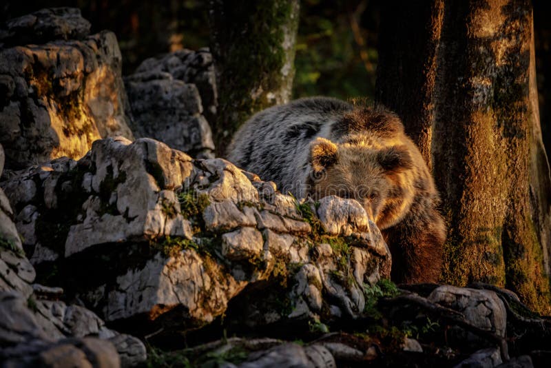 European brown bear hiding behind a rock