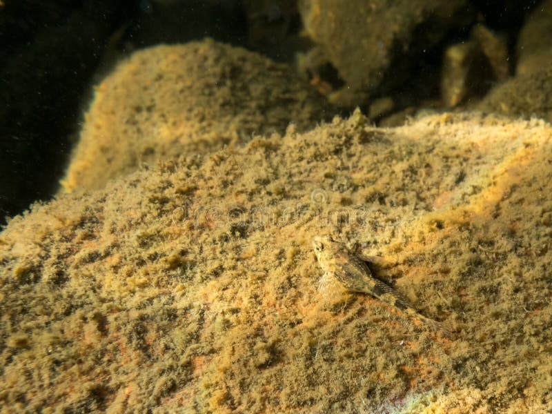 European bullhead fish Cottus cobio camouflaged on stone bottom. European bullhead fish Cottus cobio camouflaged on stone bottom