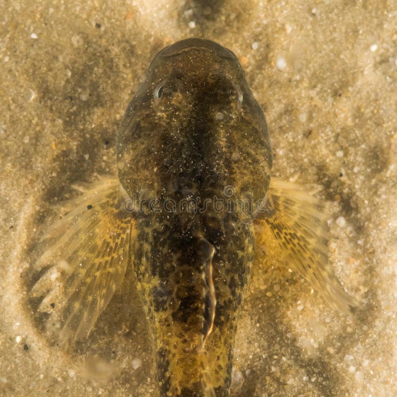 A freshwater fish from above camouflaged against sand at bottom of stream, showing pectoral fins. A freshwater fish from above camouflaged against sand at bottom of stream, showing pectoral fins