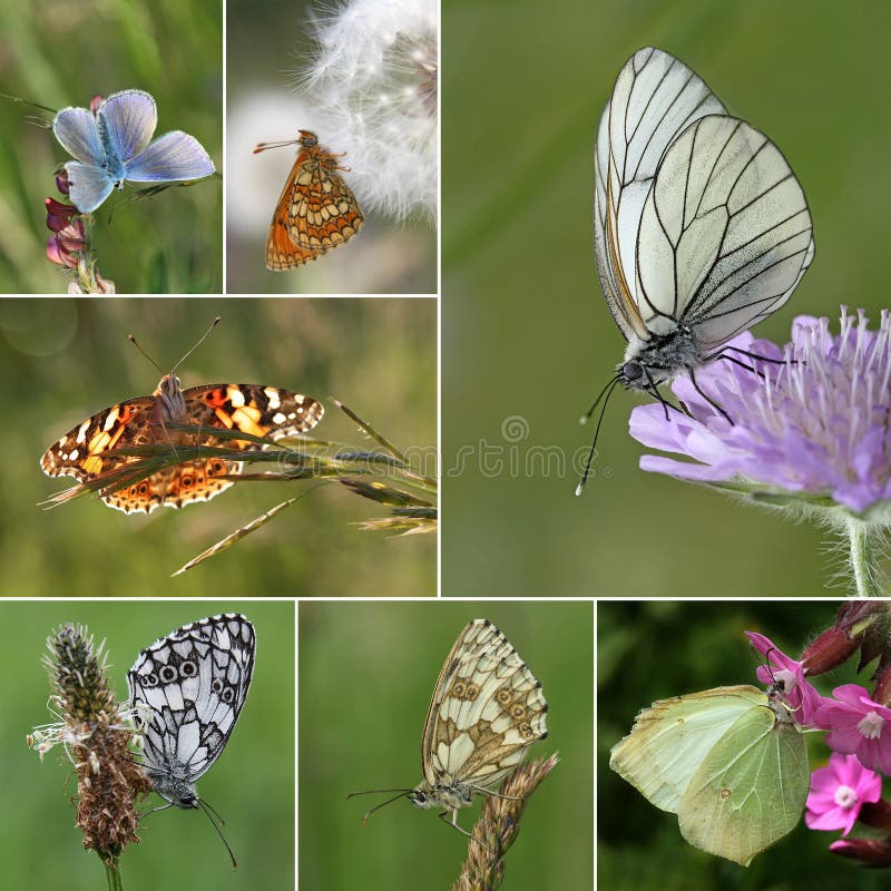 Collage of European butterfly species, Series I - (from top to bottem, left to right): amanda's blue, heath fritillary, black-veined white, painted lady, male marbled white, female marbled white, brimstone, marbled white. Collage of European butterfly species, Series I - (from top to bottem, left to right): amanda's blue, heath fritillary, black-veined white, painted lady, male marbled white, female marbled white, brimstone, marbled white