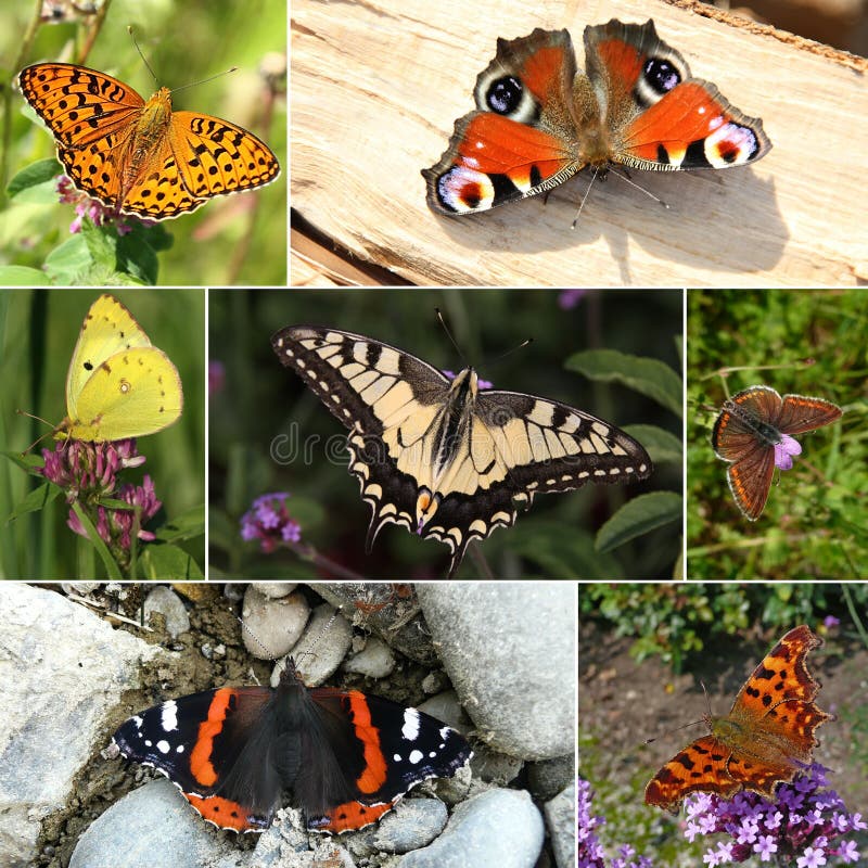 Collage of European butterfly species, Series III - (from top to bottem, left to right): High brown fritilary, peacock, Clouded yellow, swallowtail, brown argus, red admiral, comma . Collage of European butterfly species, Series III - (from top to bottem, left to right): High brown fritilary, peacock, Clouded yellow, swallowtail, brown argus, red admiral, comma .