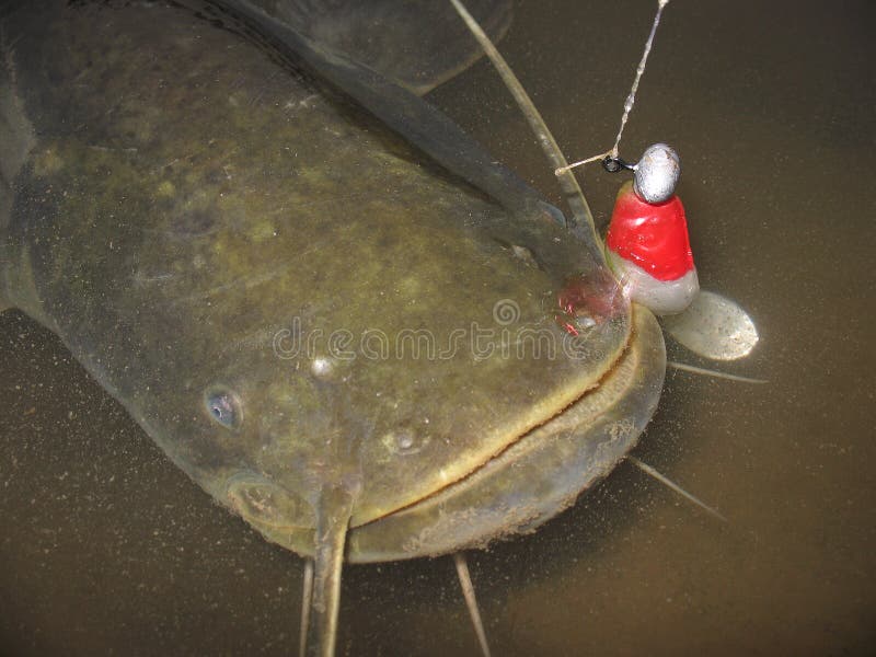 412 Catfish Bait Stock Photos - Free & Royalty-Free Stock Photos from  Dreamstime