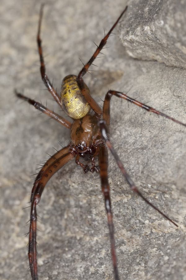 European cave spider (Meta menardi)