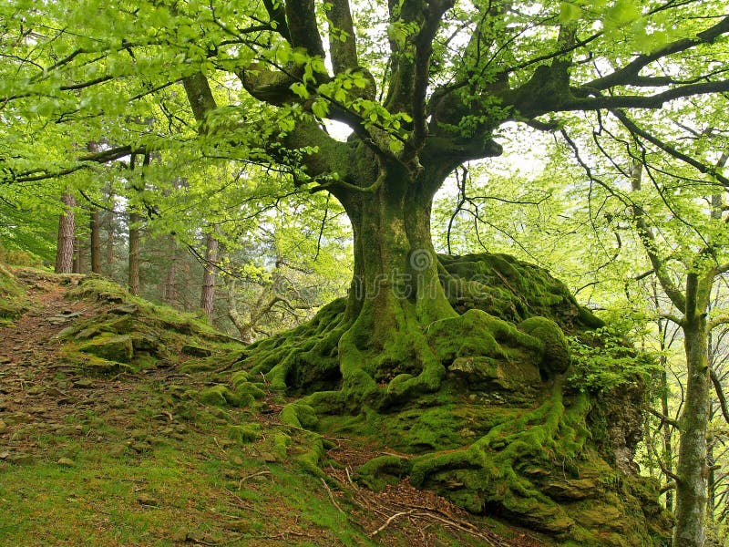 European or Common Beech