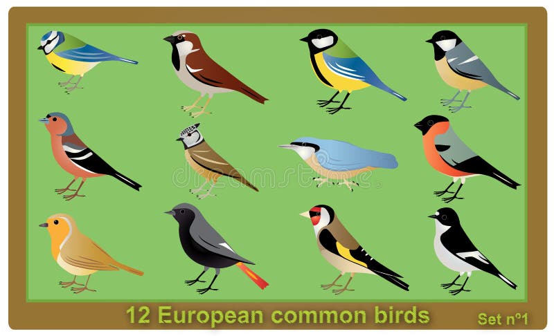 Un conjunto compuesto por 12 común observación de aves.