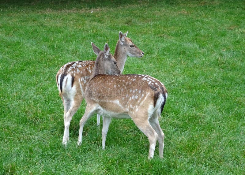 Two fallow deer does grouping together