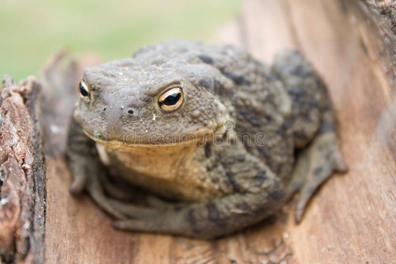 European common toad bufo bufo