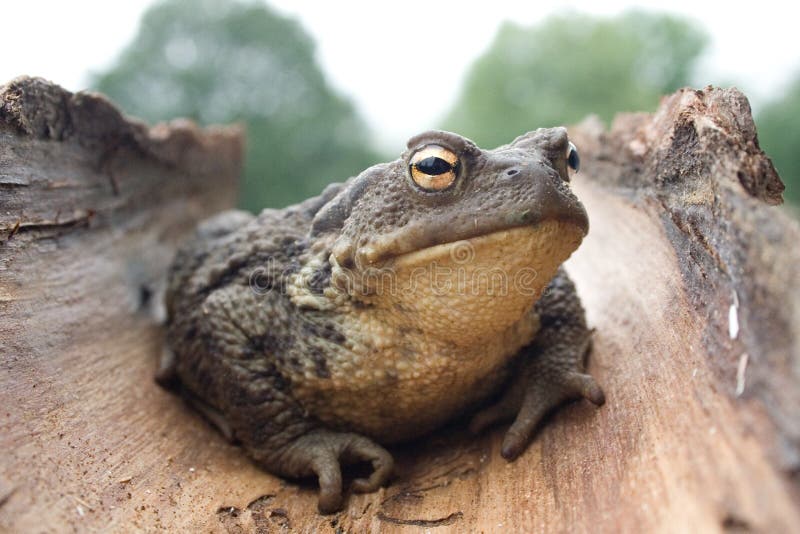 European common toad bufo bufo