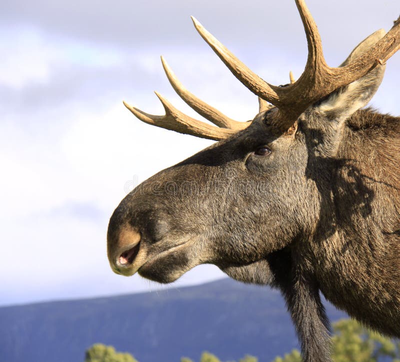 European Elk Male Head Close Up Stock Image Image of mammal, nature