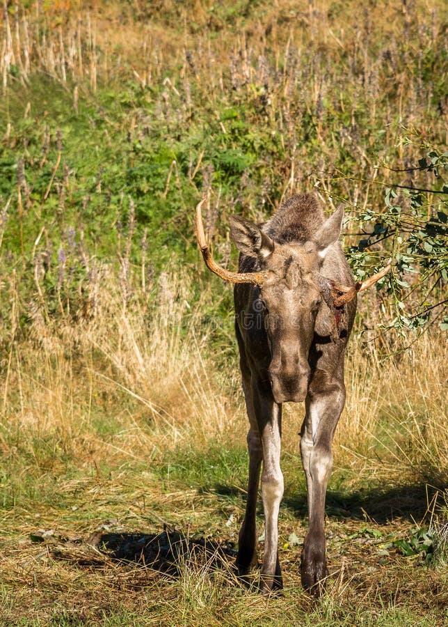 European elk or moose Alces alces bull with velvet antlers