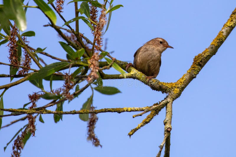 European wren stock image. Image of european, small 120427809