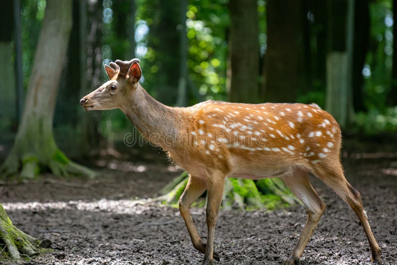 European Fallow Deer in Search of Food in the Forest Stock Photo - Image of hunt, majestic: 185574552 European Fallow Deer in Search of Food in the Forest Stock Photo - Image of hunt, majestic: 185574552