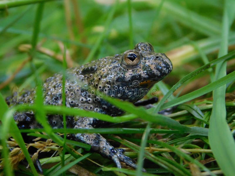 Fire belly toad in a trap stock photo. Image of adult - 250760634