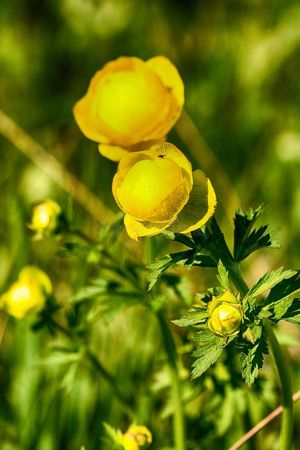 European globe flower stock image. Image of macro, beauty 93269335