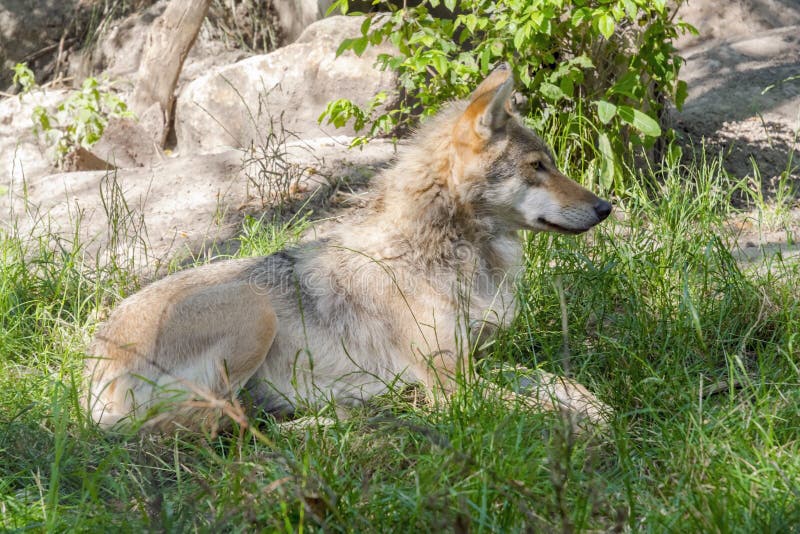 European gray wolf (Canis lupus lupus)