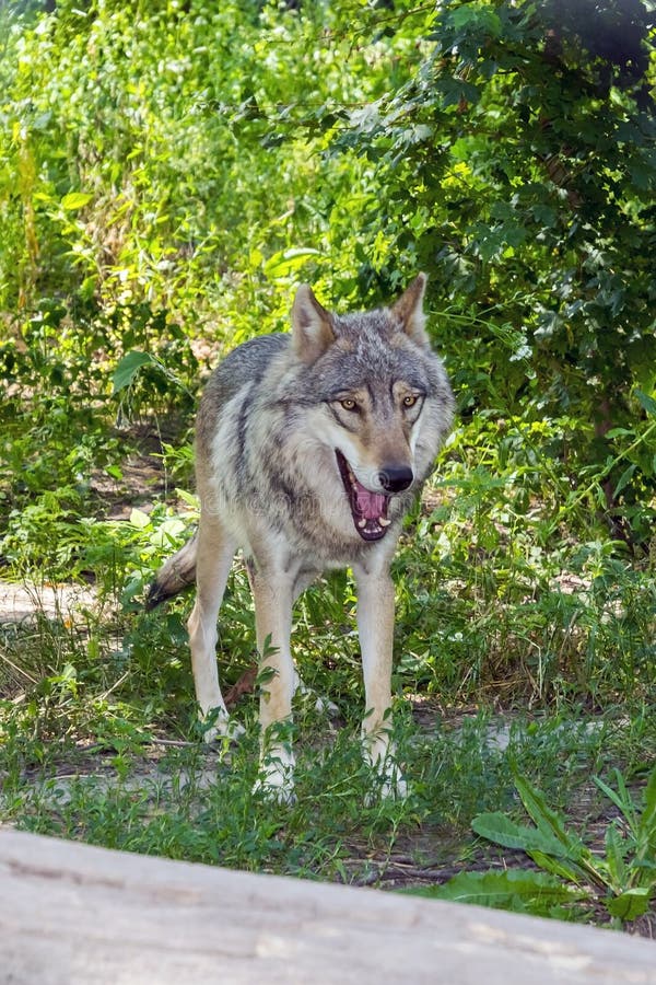 European gray wolf (Canis lupus lupus)