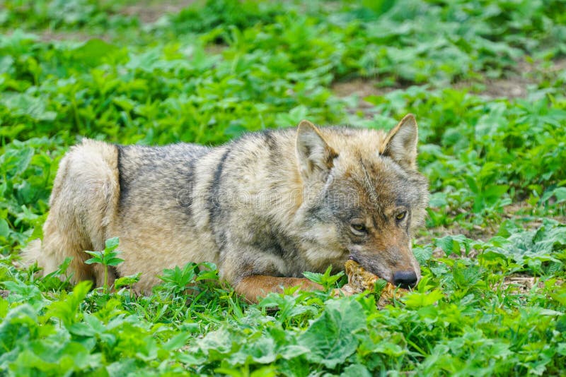 Wolf eats meat stock photo. Image of nature, predator 94395692