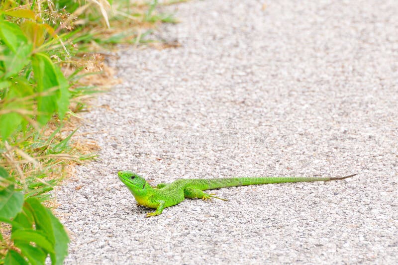 European green lizard stock photo