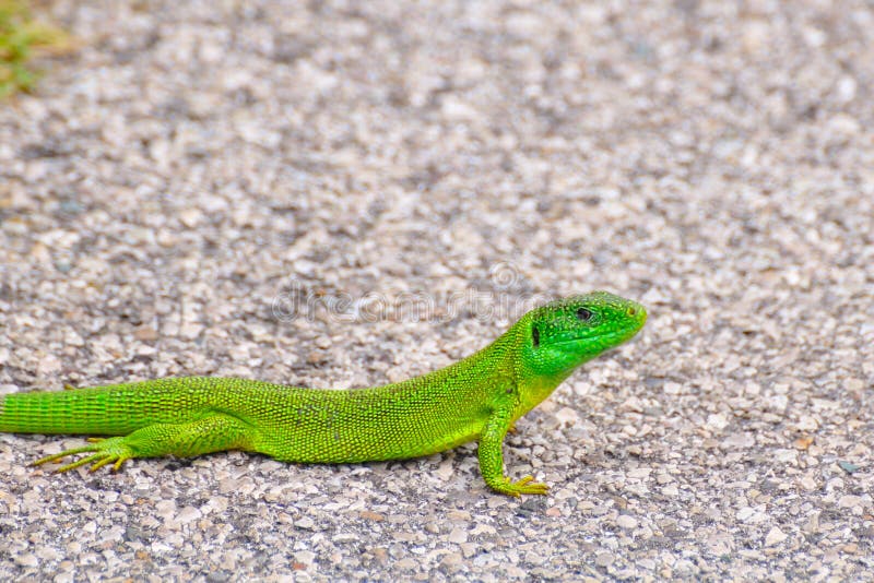 European green lizard stock photo