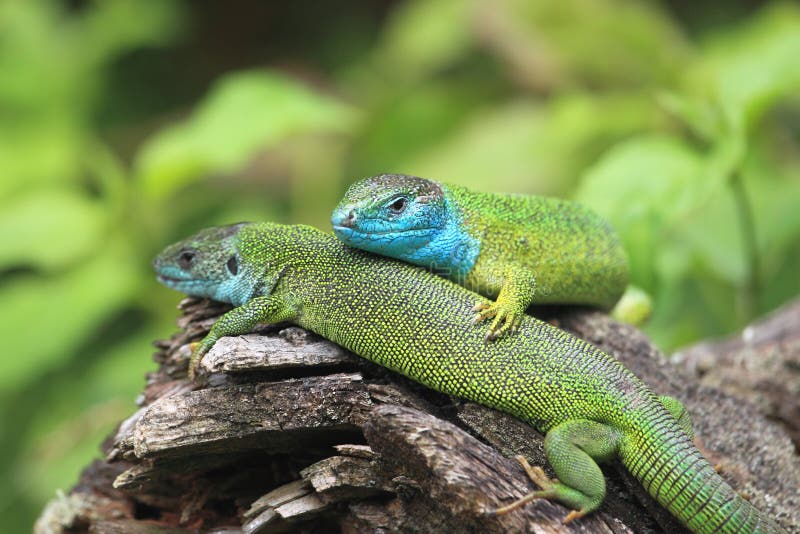 European green lizard stock photo