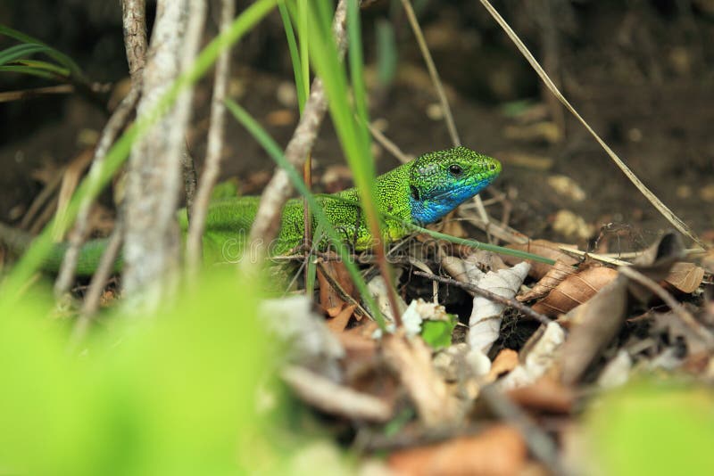 European green lizard royalty free stock image