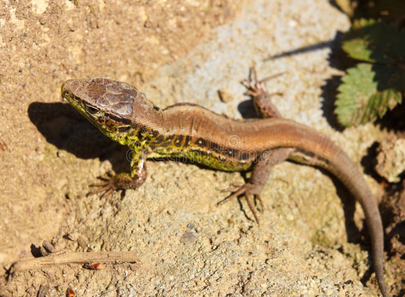 European green lizard in green grass. stock photography