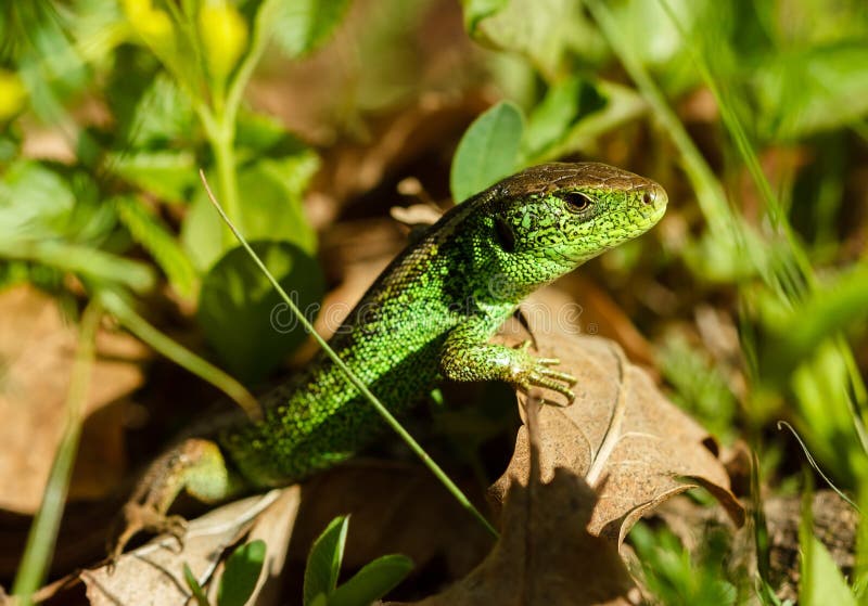 European green lizard in green grass. royalty free stock photo
