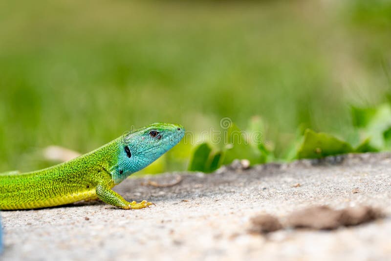 The European green lizard (Lacerta viridis stock image