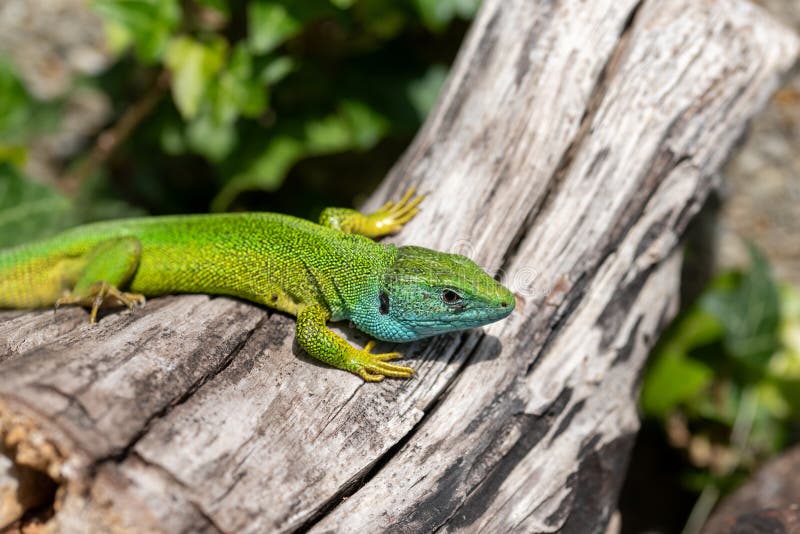 The European green lizard (Lacerta viridis) stock image