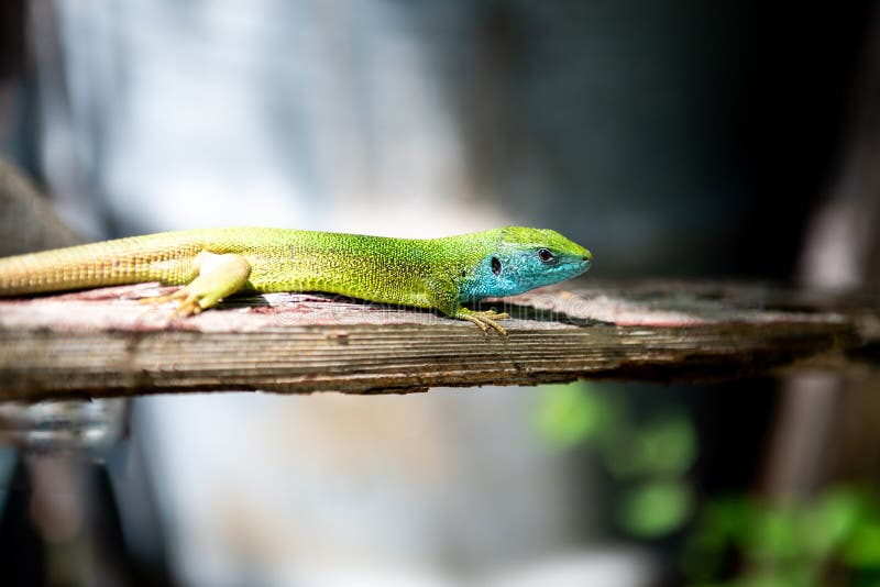 The European green lizard (Lacerta viridis) royalty free stock image
