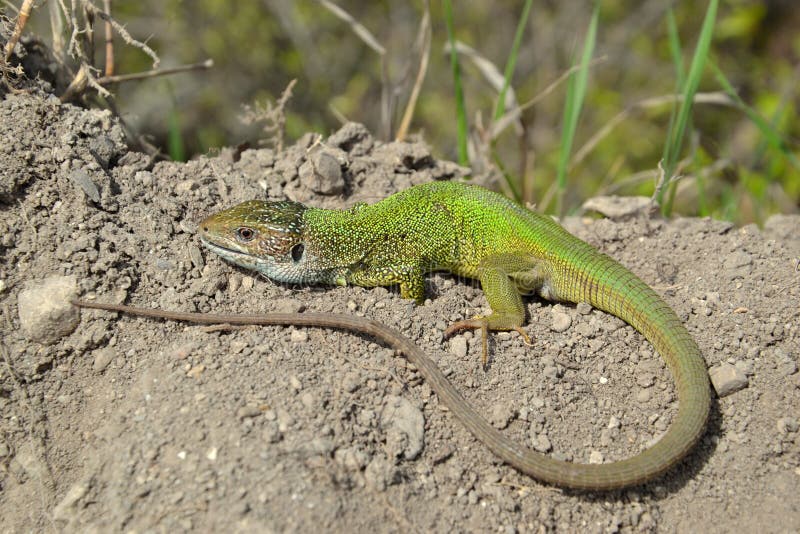 European green lizard (Lacerta viridis) stock photography