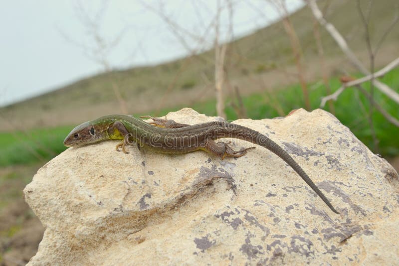 European green lizard (Lacerta viridis) royalty free stock images