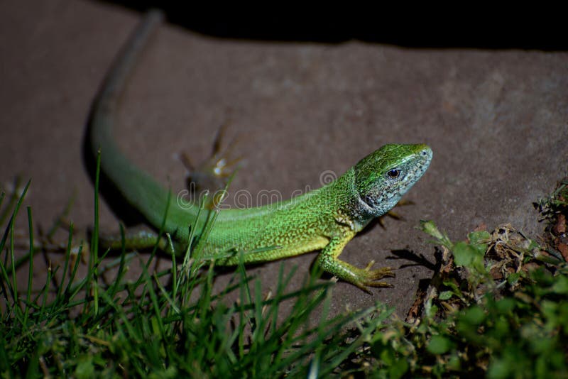 The European green lizard (Lacerta viridis) is a large lizard royalty free stock photo