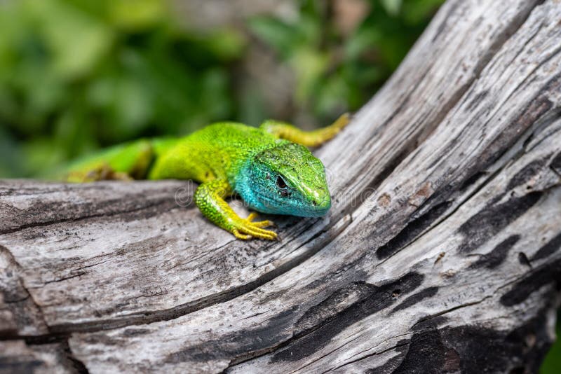 The European green lizard (Lacerta viridis) royalty free stock images