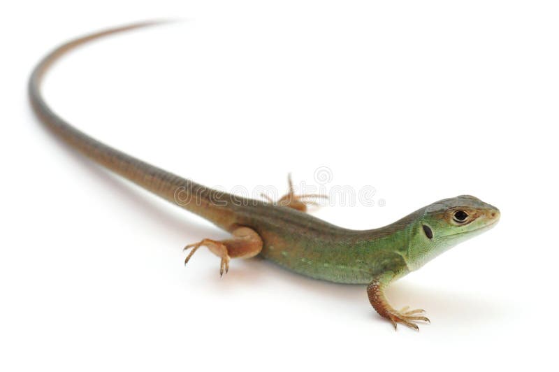 European green lizard royalty free stock photo