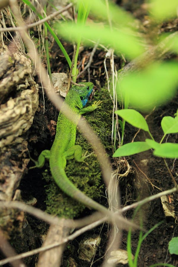 European green lizard stock image
