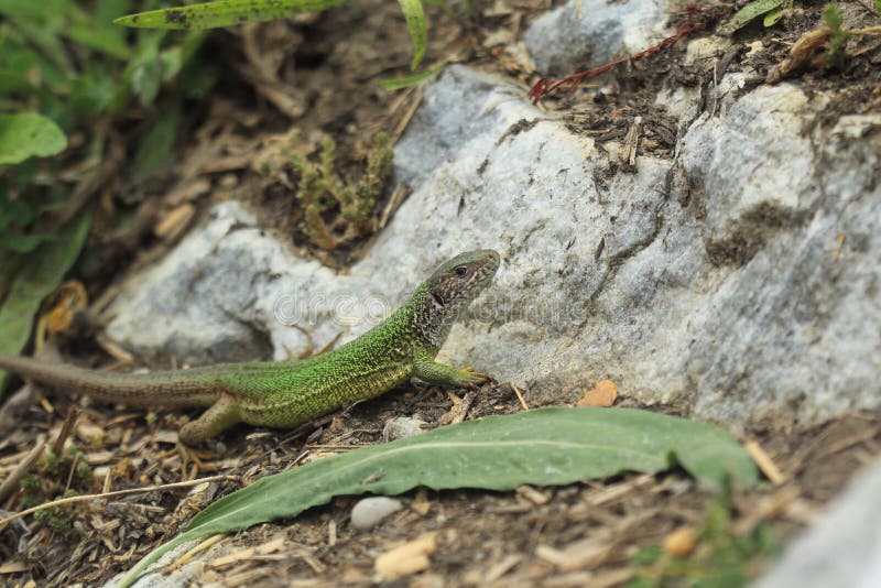 European green lizard stock images